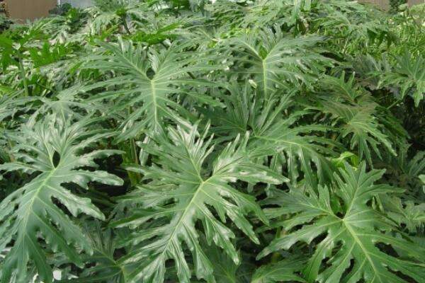 春羽不发新叶怎么办