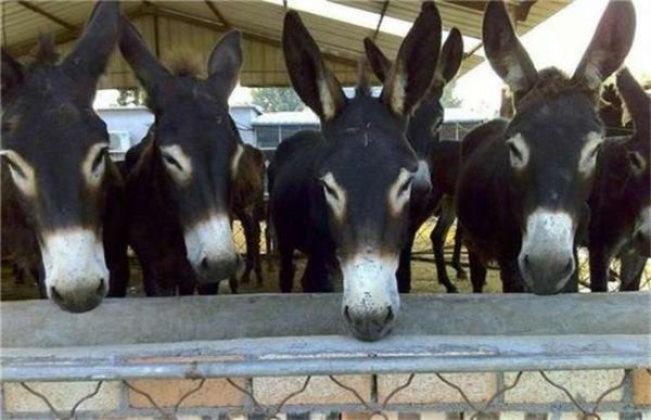 养驴要做什么准备