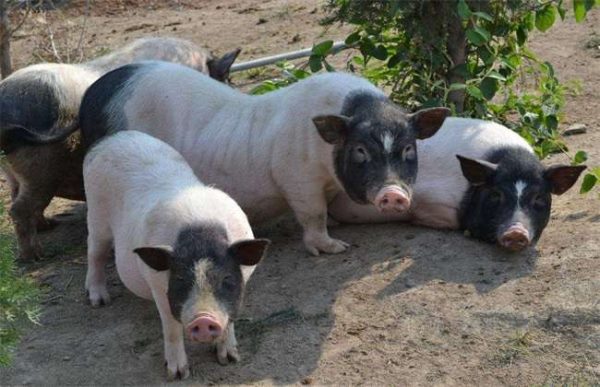 养10头香猪一年能赚多少钱