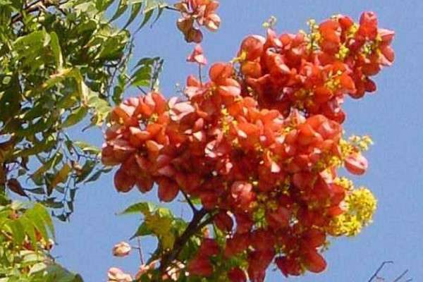 复羽叶栾树果实能吃吗