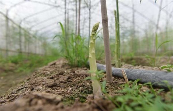 种一亩芦笋投资多少钱