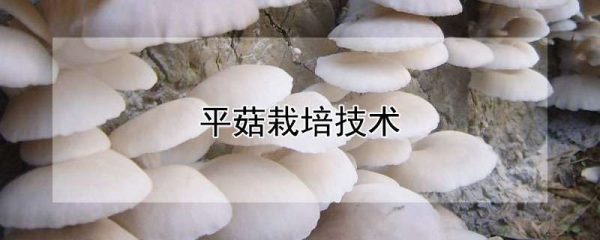 平菇栽培技术