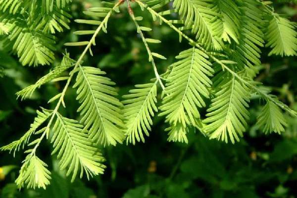 水杉是树还是花