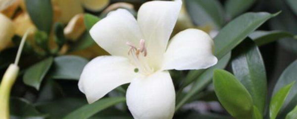 灰莉黄叶子是什么原因