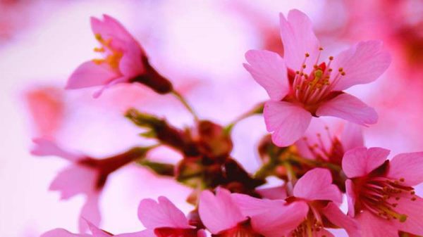 春天开的有什么花