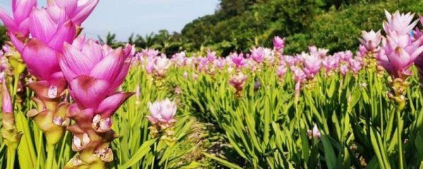 姜荷花花苞干枯是什么原因