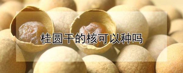 桂圆干的核可以种吗