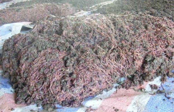 蚯蚓的销售渠道有哪些？