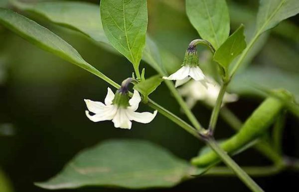 辣椒徒长坐果难怎么办？