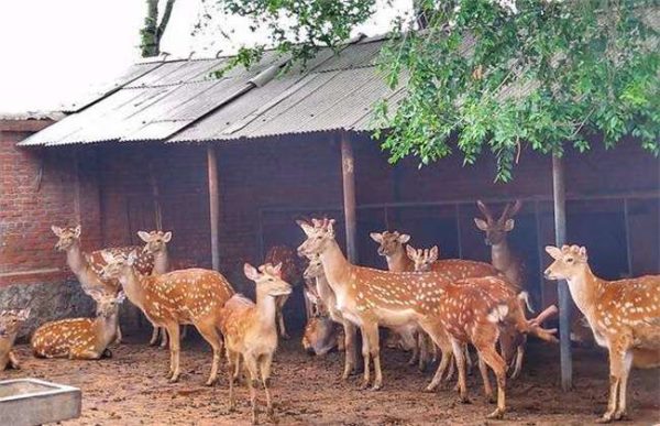 养20头鹿一年赚多少钱