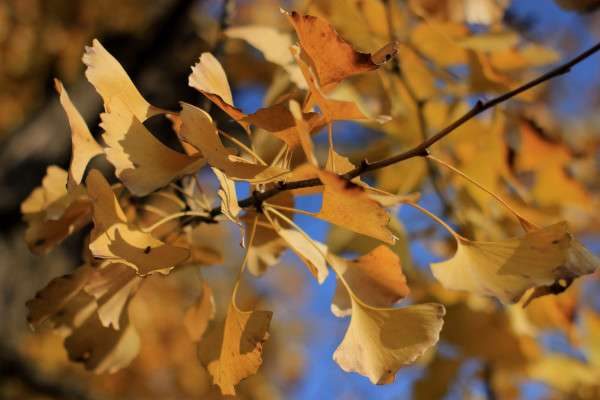 银杏叶长什么样子