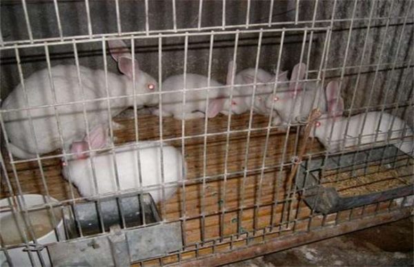 2万元可以养多少兔子