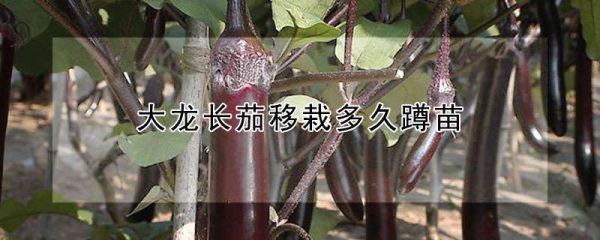 大龙长茄移栽多久蹲苗