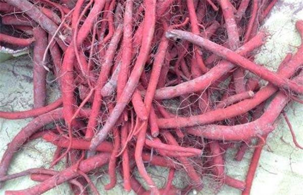 种植丹参的成本投资及经济效益