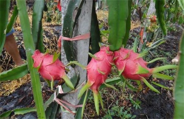 火龙果怎么增甜