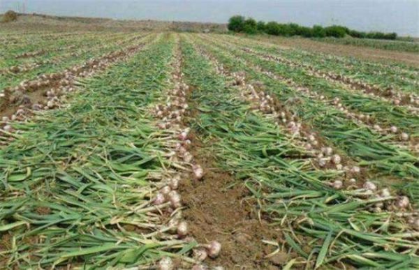 种植一亩大蒜利润多少？