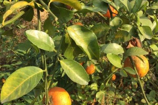 哪些树一年四季都是绿色的