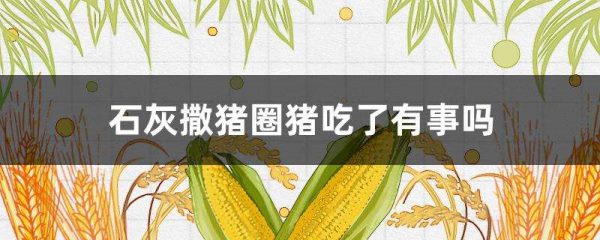 石灰撒猪圈猪吃了有事吗？