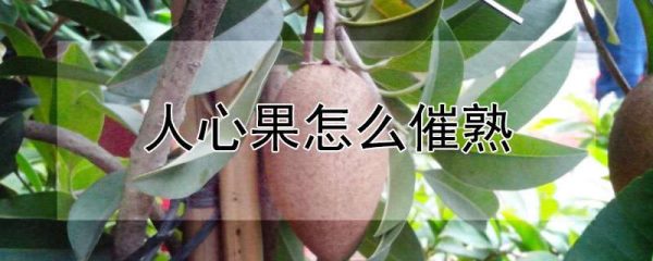 人心果怎么催熟