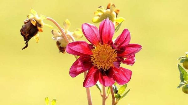 西番莲怎么施肥