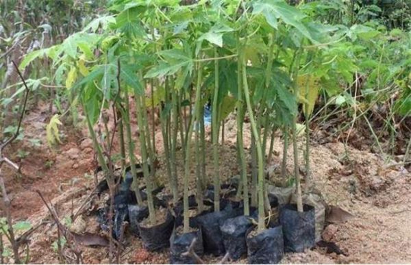 怎样选择木瓜苗