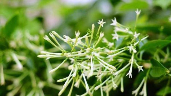 夜来香如何换盆土