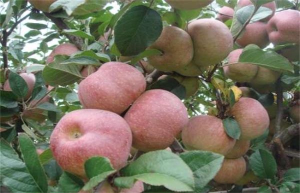 雪后苹果园如何管理