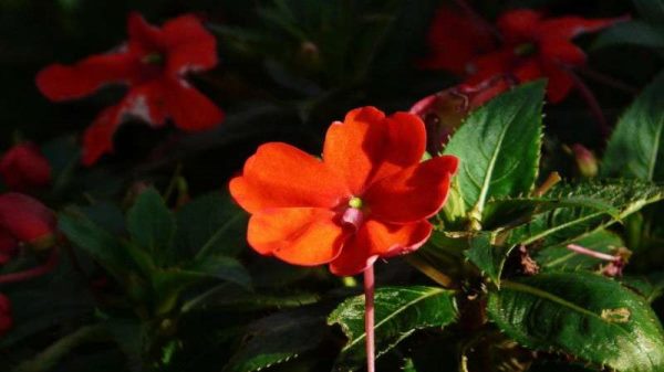 非洲凤仙如何爆盆