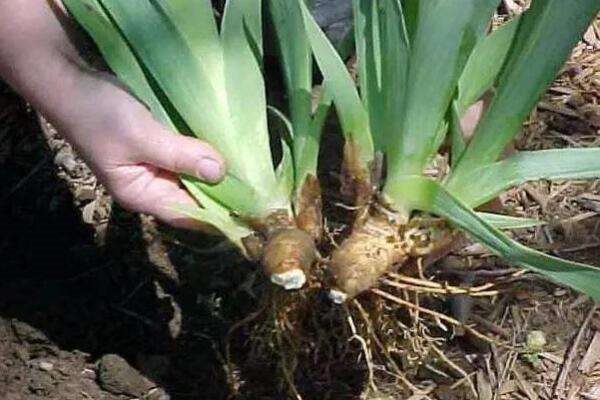 植物分株怎样消毒