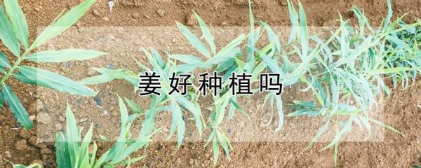 姜好种植吗