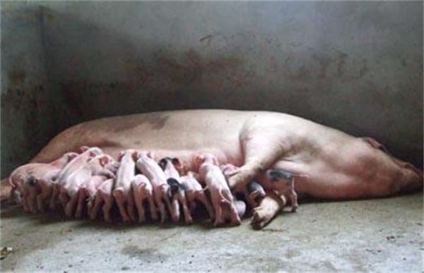 影响母猪产仔率的因素