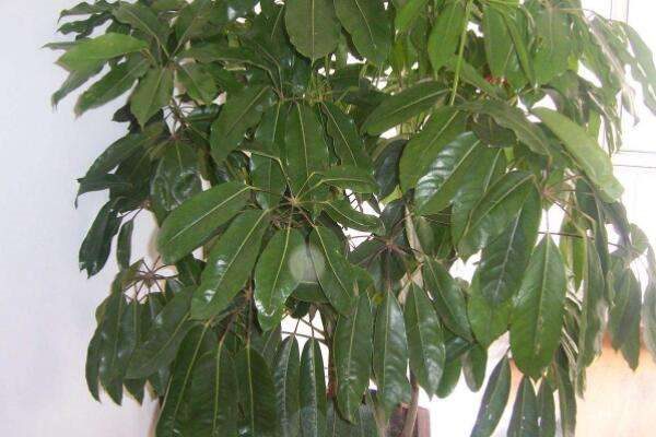 招财树什么时候扦插好