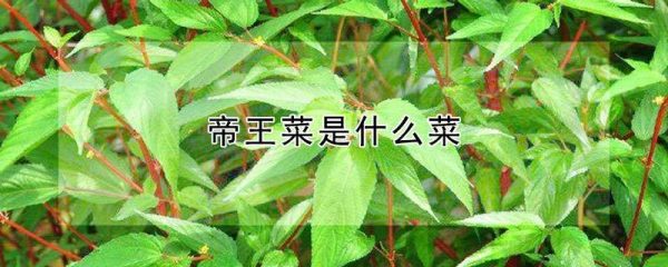 帝王菜是什么菜