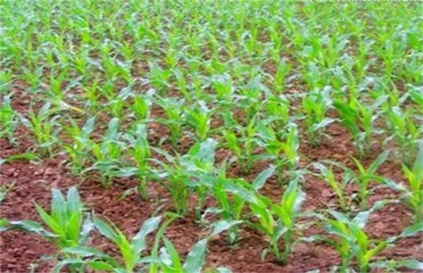 种一亩玉米的成本多少？