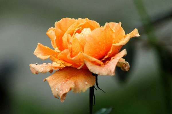 一朵玫瑰花代表什么？