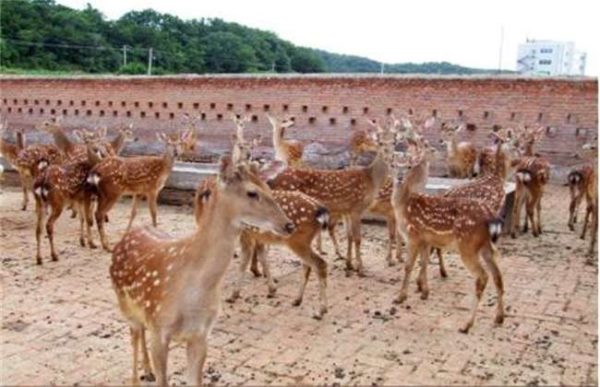 如何提高仔鹿的成活率