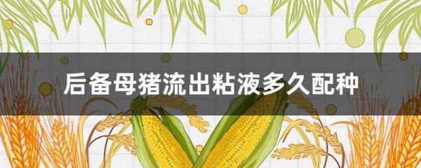 后备母猪流出粘液多久配种
