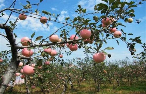 果树光腿是什么原因？