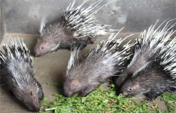 养30只豪猪投资多少？