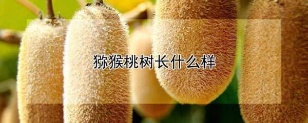 猕猴桃树长什么样