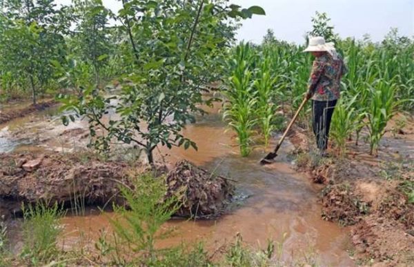 果树大水漫灌的危害