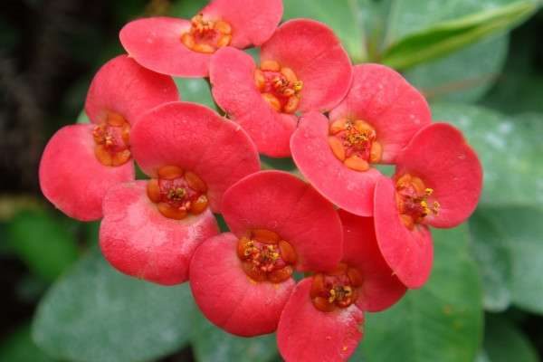 虎刺梅枝干软了是怎么回事