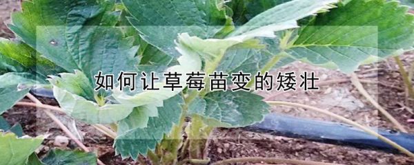 如何让草莓苗变的矮壮
