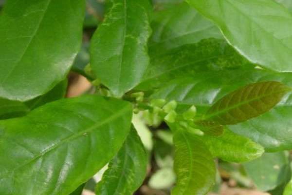 大叶满天星怎么修剪