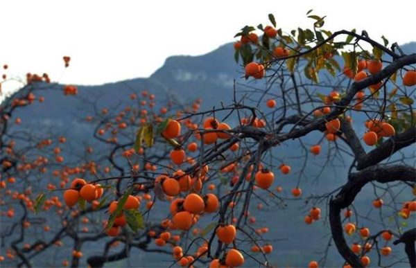 柿子树该怎么育苗