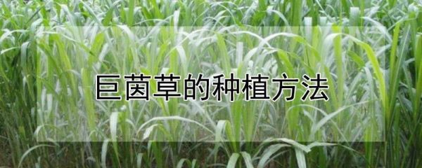 巨茵草的种植方法