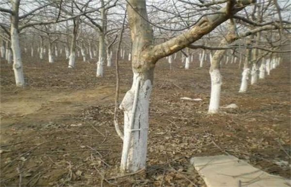 雪后苹果园如何管理