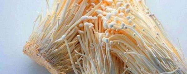 金针菇大棚一年出几次