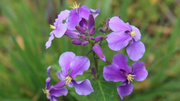 草本植物有哪些？