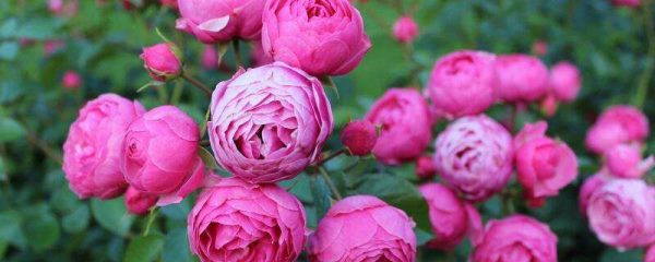 艾拉绒球一年开几次